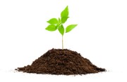garden_dirt_plant_seed_grow