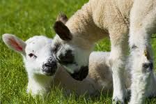lambs
