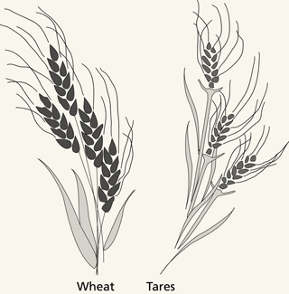 wheat and tares