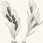 wheat and tares