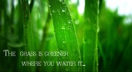 the-grass-is-greener