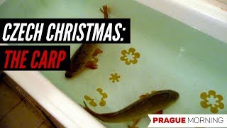 christmas carp