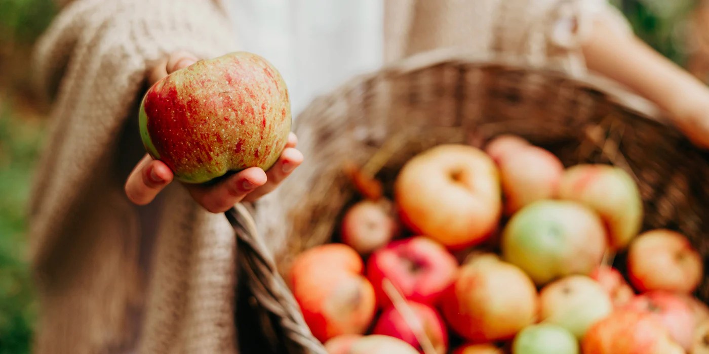 apple_harvest - shavuot